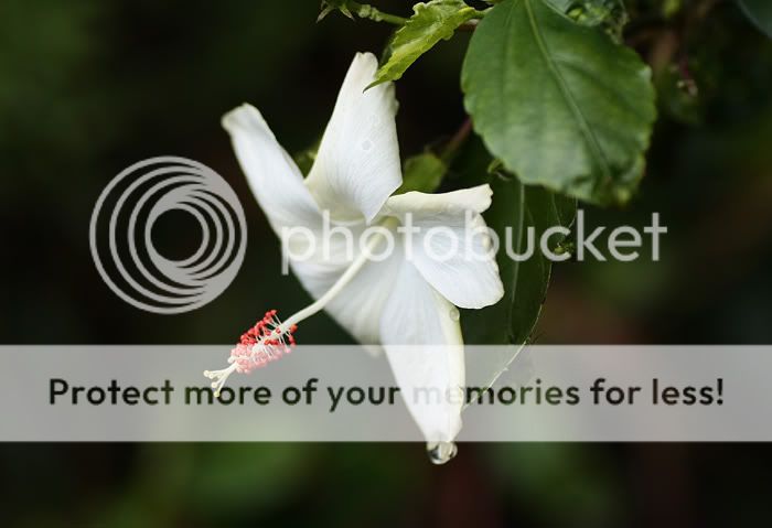 Wet Hibiscus Flowers June-Hib-IMG_2300