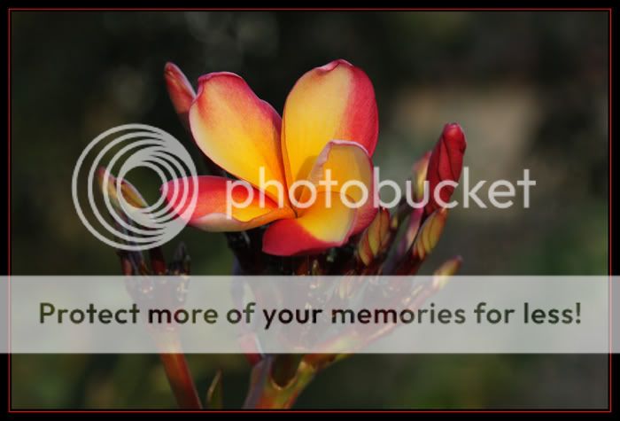 More Frangipani Opening.. Plumeria-Lava-Flow-IMG_1942