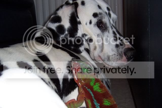 Post your interspecies photos - Reptile Forums Post your interspecies photos - Reptile Forums