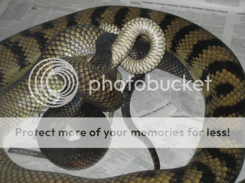 Scrub Python Picture Thread Breeding022