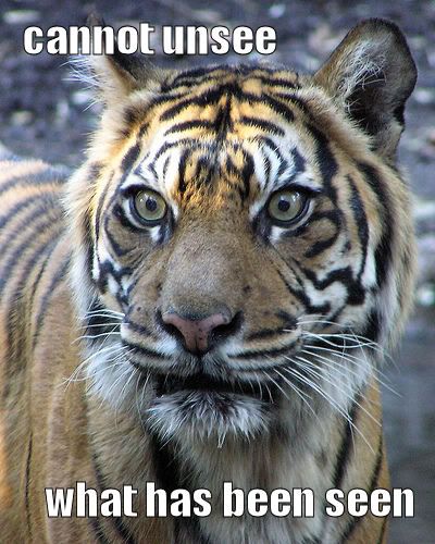 lol: tigers. For cuteness, for Shelli, and for Frodo! - Freethought Forum