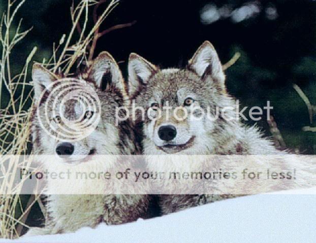 My Wolves... Two_wolves1