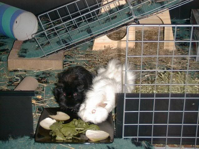 pigy10.jpg