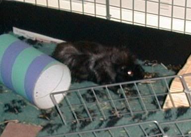 pigy4.jpg