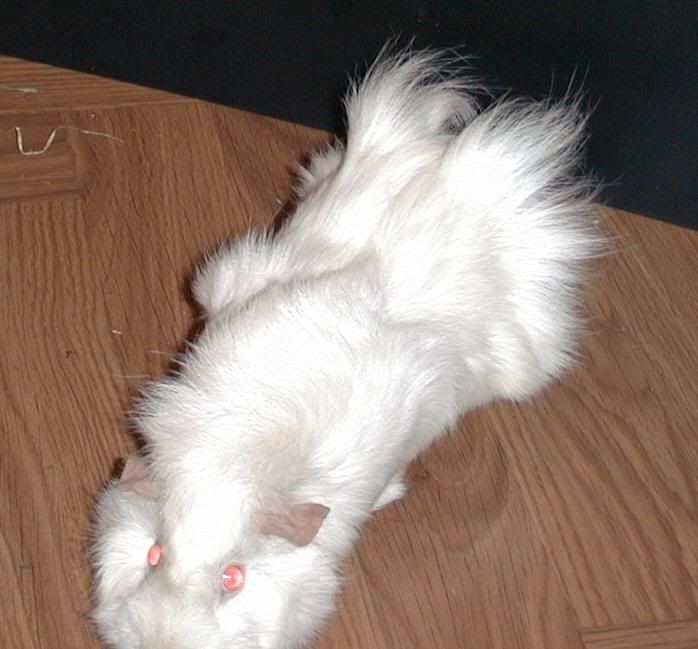 pigy7.jpg