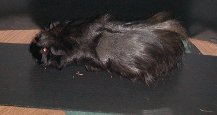 pigy8.jpg