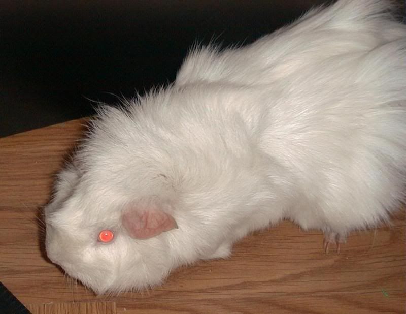 pigy9.jpg