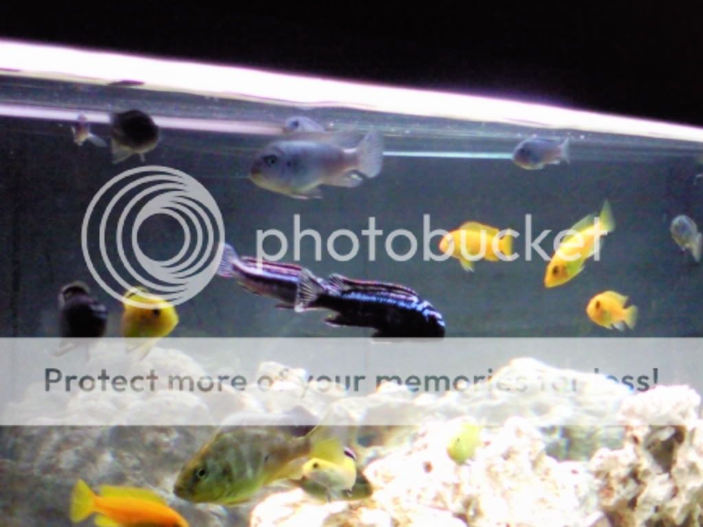 My short history off fish tanks Photo0142