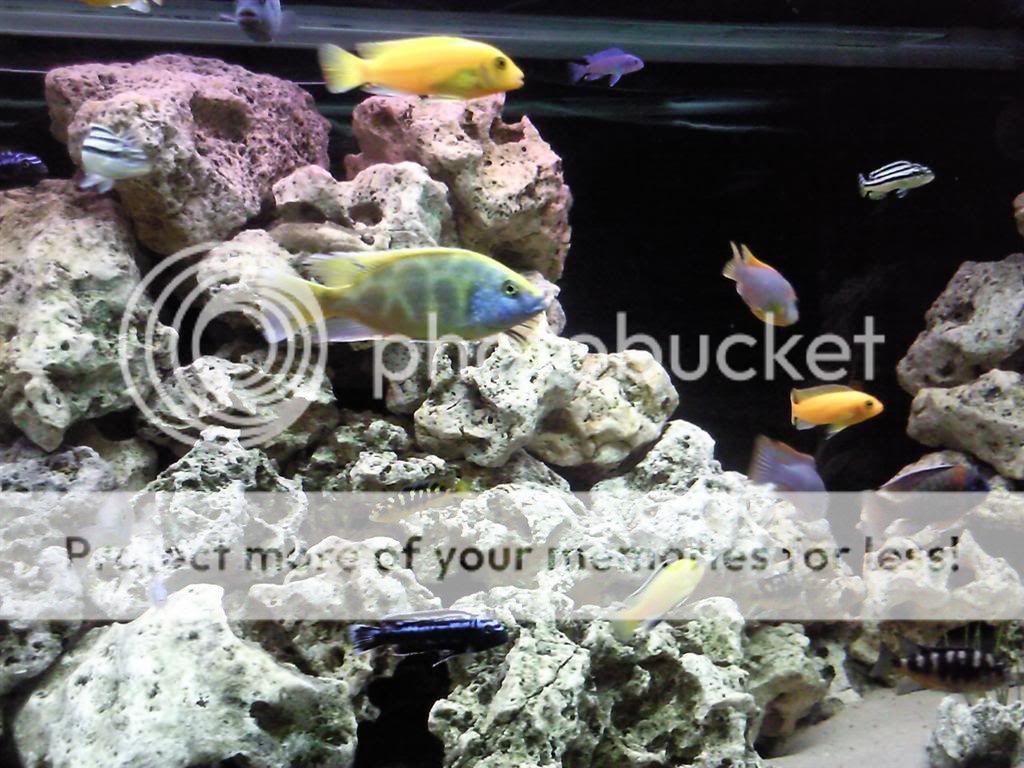 My short history off fish tanks Photo0427Large