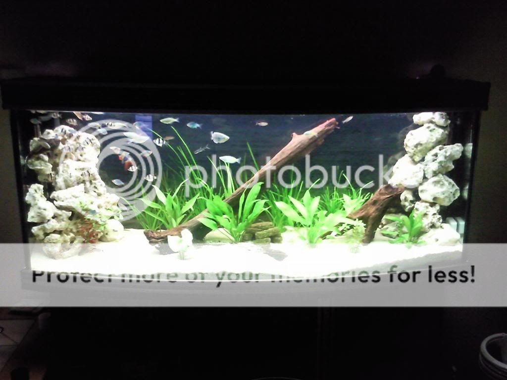 My short history off fish tanks Photo0503Large