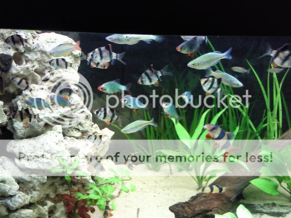 My short history off fish tanks Photo0506Large