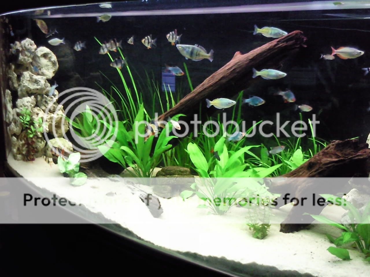 My short history off fish tanks Photo0507