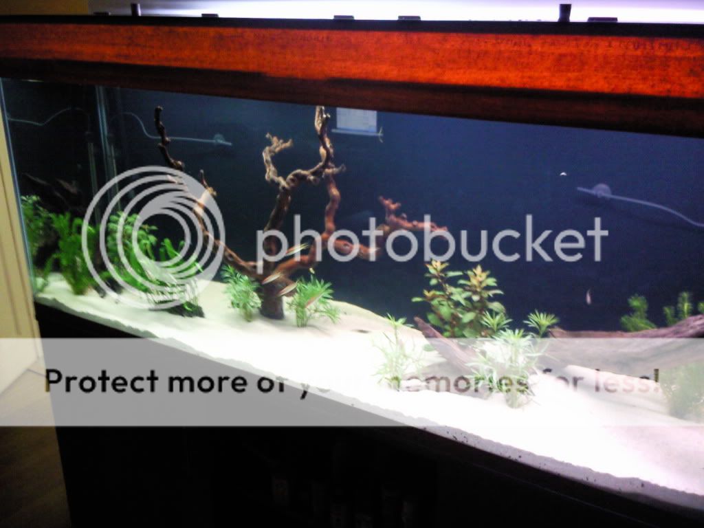 My short history off fish tanks Photo0772