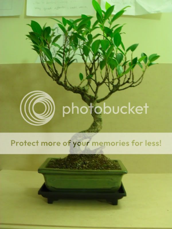 Ficus Retusa - Stimulating Growth and other questions! SDC10709