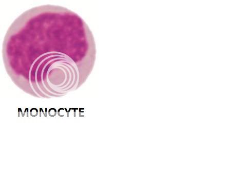Hình ôn tập sinh Monocyte