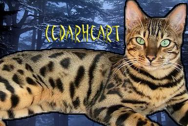 Current BadgerClan Plot Cedarheart