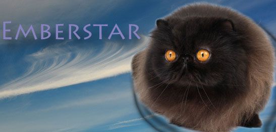 Former EmberClan Cats Emberstar-1