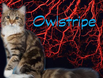 Current FoxClan Plot Owlstripe
