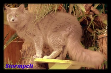 Kittypets, Loners, and Rogues Stormpelt_zps1efac3b3