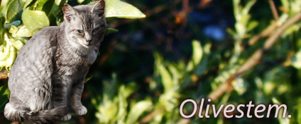 Current ThunderClan Plot - Page 4 Olivestem