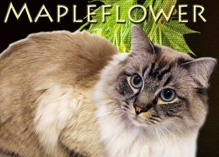 Current RiverClan Plot Mapleflower