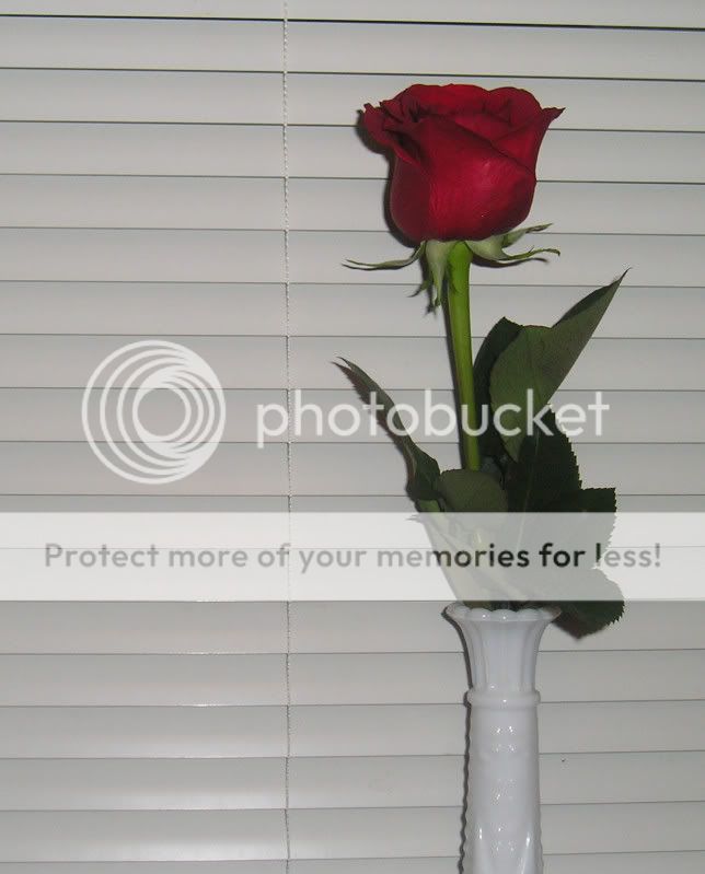 love rose flower Rose