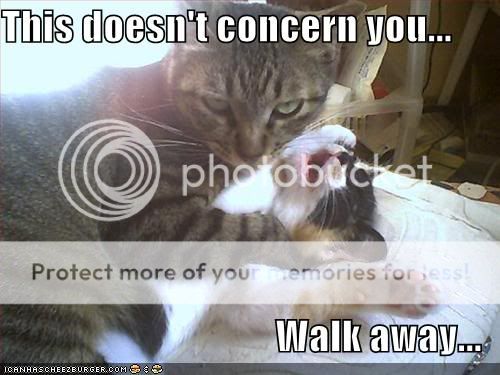 Funny Pictures - Page 2 Funny-pictures-cat-strangles-cat