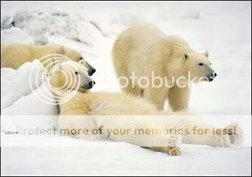 Funny Pictures - Page 6 Polar-bear-relaxing-img120