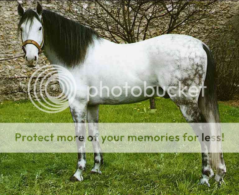 Dun ou pas dun? Horses009-Dapple_Gray_Horse-by_Trud