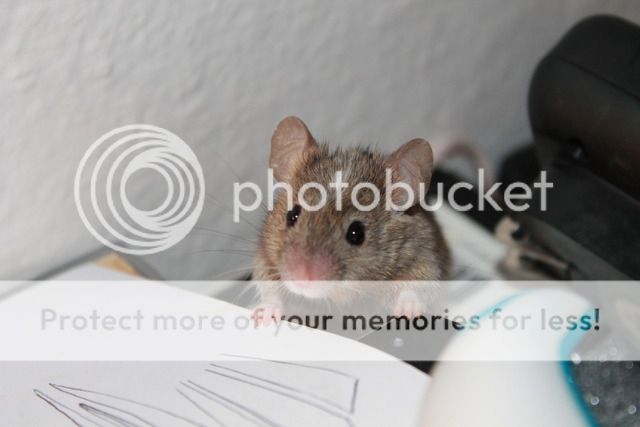 Newbis and meet my pet mices  IMG_4623_zps5njck0np