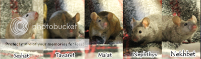 share you of my Artist call "Egyptian-Mouse" Banner_zpslbvjtahc