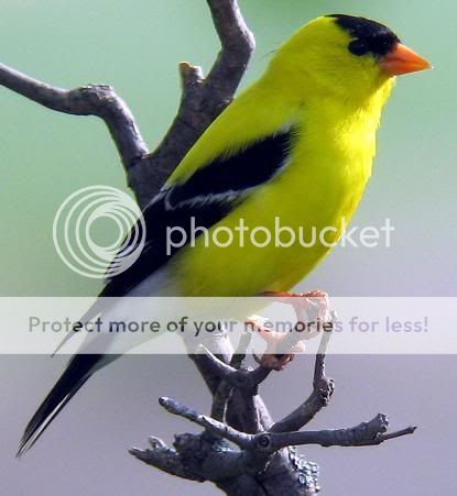 Birds: American Goldfinch American-Goldfinch-01