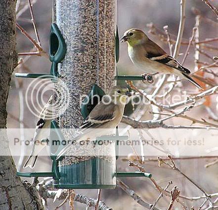 Birds: American Goldfinch AmericanGoldfinchMF