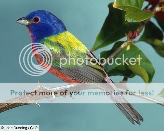 Birds: The Painted Bunting JSD_110903_00567Z_L