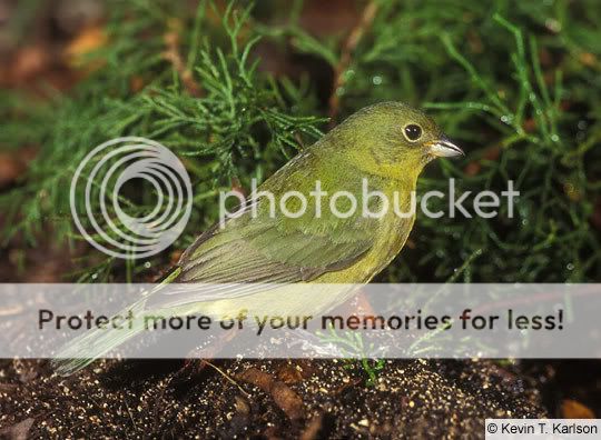 Birds: The Painted Bunting KTK_031604_100138_L