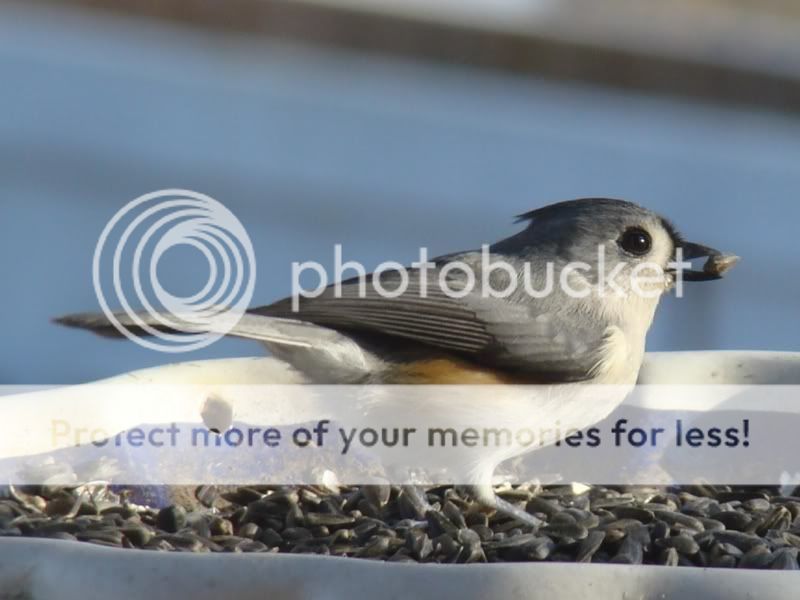 Whidden's all new Oklahoma Bird Picture Thread DSC00502