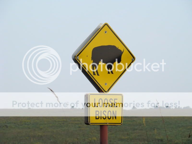 The Bison are loose dammit!!! DSC05886