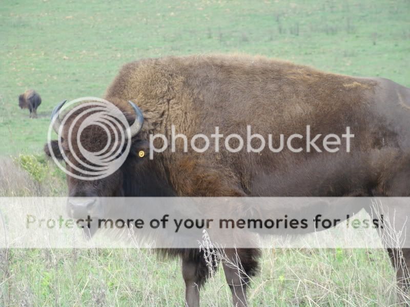 The Bison are loose dammit!!! DSC05904