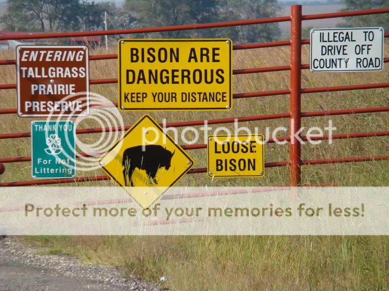 The Bison are loose dammit!!! DSC05924