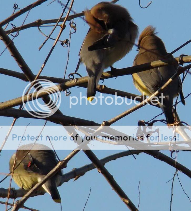 Whidden's all new Oklahoma Bird Picture Thread Cedarwaxwing2