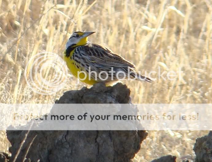 Whidden's all new Oklahoma Bird Picture Thread Meadow