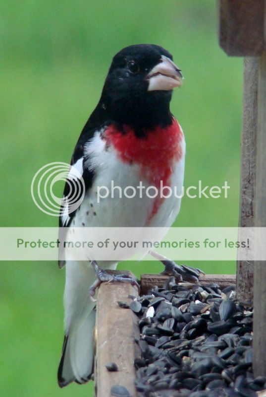 Whidden's all new Oklahoma Bird Picture Thread - Page 3 Redbreasted