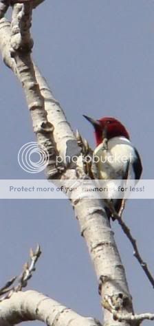 Whidden's all new Oklahoma Bird Picture Thread Redheadedwoodpecker2