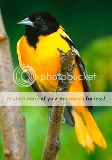 Birds: The Northern Oriole Bore