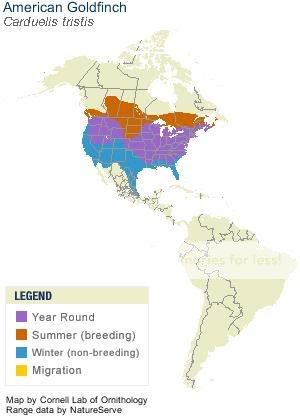 Birds: American Goldfinch Card_tris_AllAm_map