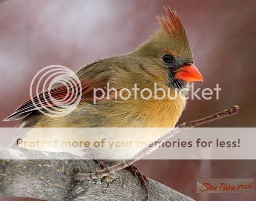 Birds: The Northern Cardinal Cardfem