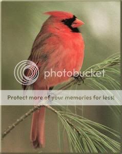 Birds: The Northern Cardinal Cardinal2