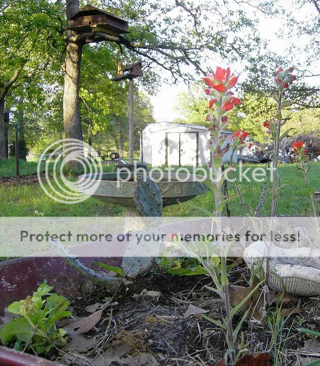 Wild Flowers: The Indian Paintbrush (Prarie Fire) Indianpaintbrushes