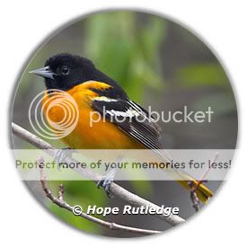 Birds: The Northern Oriole Oriole