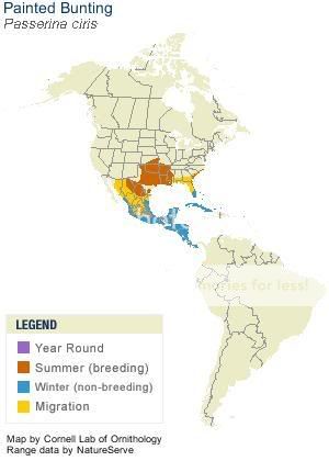 Birds: The Painted Bunting Pass_ciri_AllAm_map